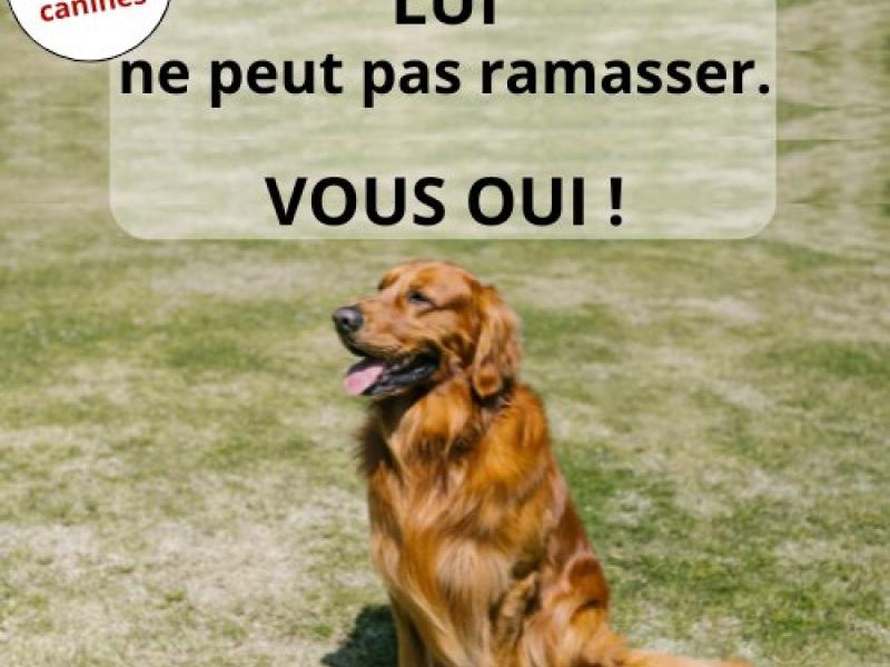 DÉJECTIONS CANINES 🐕
