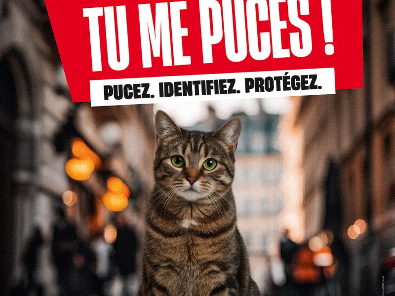 Semaine Nationale de l'Identification des Chiens et des Chats du 15 au 21 juin 2026